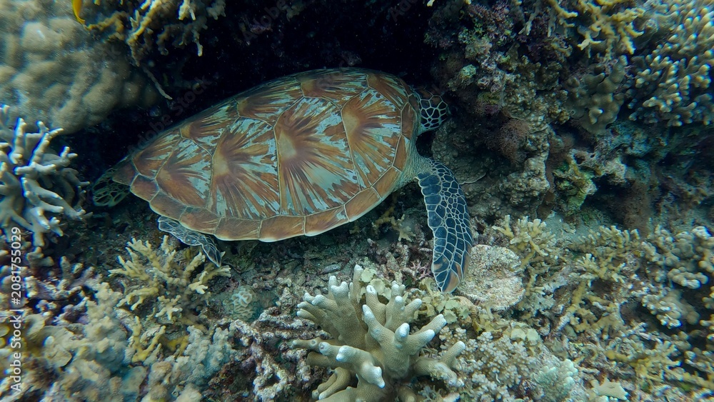 Fototapeta premium A green sea turtle (Chelonia mydas) sleeping while hidden among the corals. Wildlife sighting in Dauin, Philippines