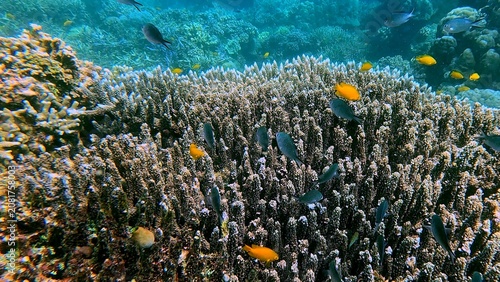 Table top coral (Acropora hyacinthus) teeming with colorful lemon damsel (Pomacentrus moluccensis) and ternate chromis (Chromis ternatensis) in a bustling reef. Dauin, Philippines