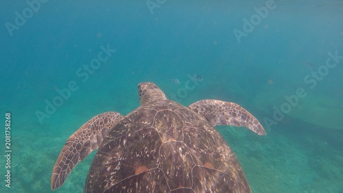 Overhead view of a solitary green sea turtle (Chelonia mydas) swimming over a coral reef in hazy deep blue waters, highlighting its grace and elegance. Dauin, Philippines