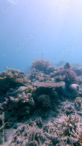 Coral bommies showing Pocillopora meandrina and Acropora cervicornis growing among debris of broken coral showing recovery and healing of the reef. Dauin, Philippines