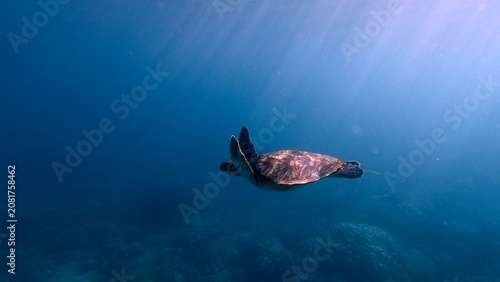 A green sea turtle (Chelonia mydas) glides through the deep blue open waters, illuminated by soft sunlight that create a cinematic underwater scene. Dauin, Philippines