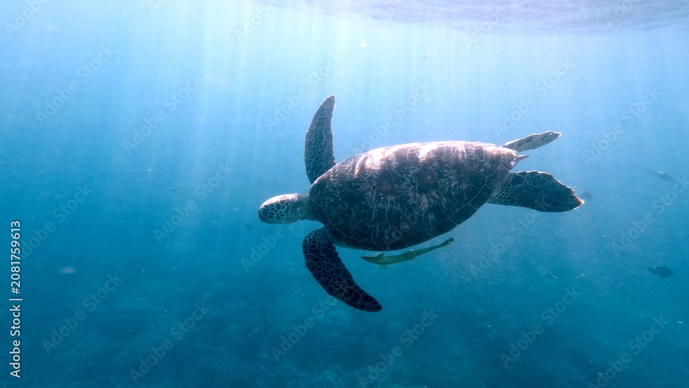 Obraz premium Solitary silhouetted green sea turtle (Chelonia mydas) and a live sharksucker (Echeneis naucrates) gracefully swimming in the calm open water illuminated by sunlight. Dauin, Philippines