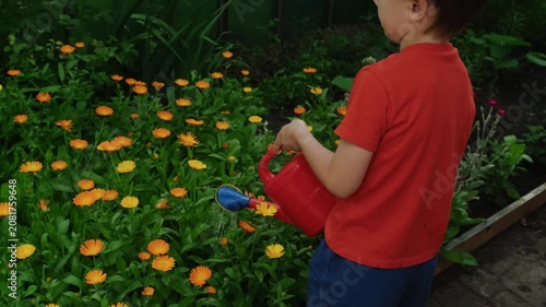 Summer vibes. Child watering flower bed with calendula plants in summer garden.
