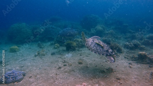 Photography A lone green sea turtle (Chelonia mydas) gliding over a sandy seabed in hazy cloudy water, serene underwater scene