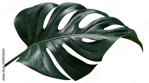 Bild auf Leinwand Large dark green monstera deliciosa leaf with natural holes, isolated on transpa