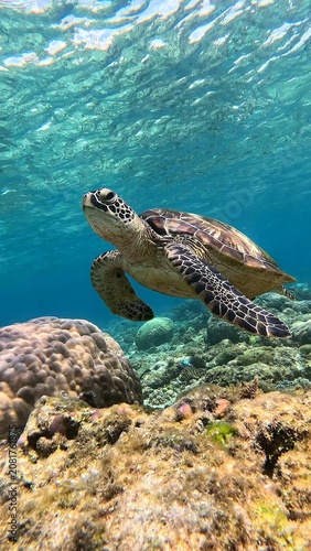 Low angle view of a green sea turtle (Chelonia mydas) swimming gracefully above a coral reef in clear blue water in a whimsical underwater scene. Dauin, Philippines
