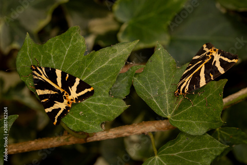 Jersey Tiger Moth Euplagia quadripunctaria	
