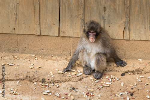 Canvas Print young japanese macaque sitting at arashiyama monkey park kyoto