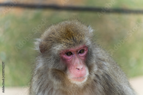 Photography japanese macaque closeup portrait at arashiyama monkey park kyoto