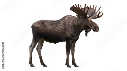 Majestic bull moose with large antlers, isolated on transparent background