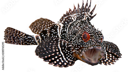 Quadro su tela Spotted scorpionfish with spiky dorsal fin red eyes and open mouth, isolated on