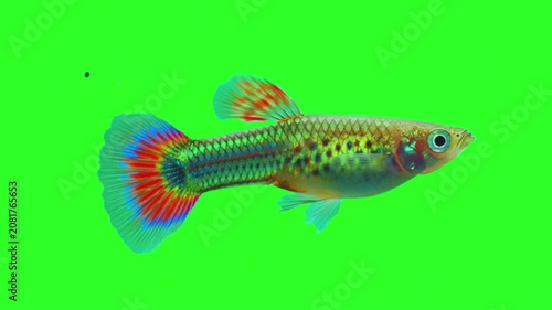 Colorful guppy fish swimming isolated on a bright green screen chroma key background in a studio setting