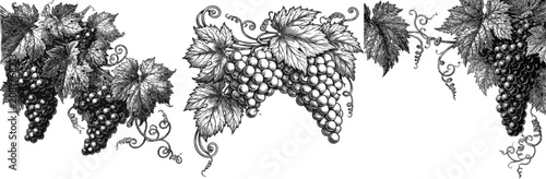 A vintage-style vineyard-themed corner decoration features intricate black-and-white illustrations of ripe grapes, detailed leaves, and curling tendrils, isolated on a solid white background
