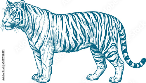 Engraved style illustration of a striped tiger standing in full side profile