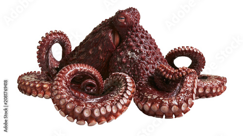 Obraz na plátne Raw deep sea octopus with textured skin and suckered tentacles, isolated on tran