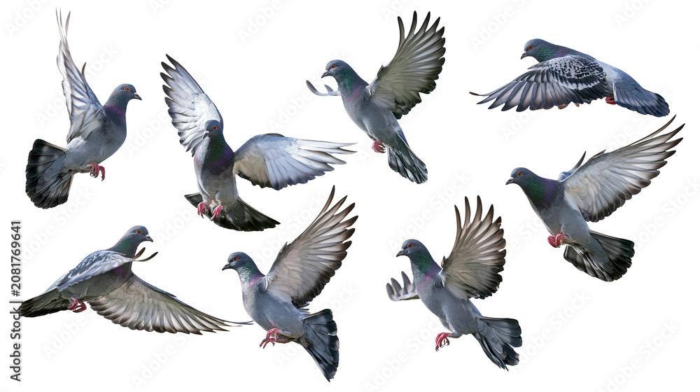 Fototapeta premium Flock of grey pigeons in various flying poses, isolated on transparent background
