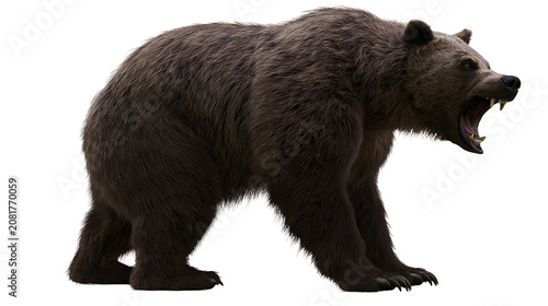 Quadro su tela Furious grizzly bear roaring aggressively, isolated on transparent background