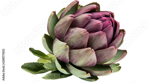 Obraz na plátně Fresh purple artichoke with green leaves, isolated on transparent background