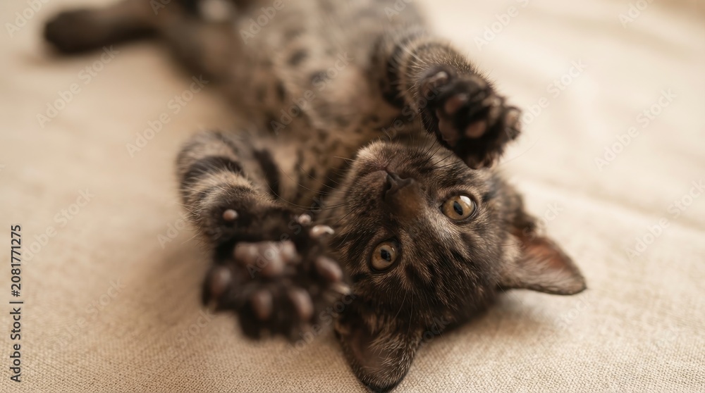 Obraz premium Cute tabby kitten lying on back