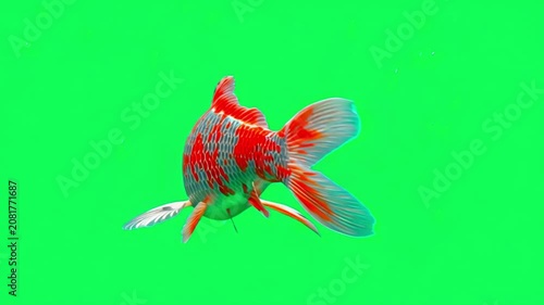 Vibrant orange and white koi fish swimming isolated on a bright green screen chroma key background