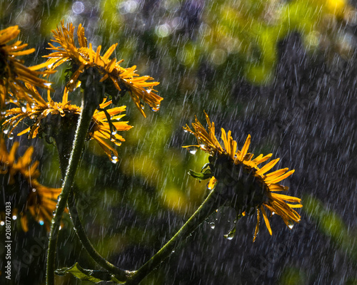 Regen im Park