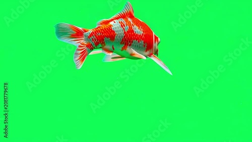 Vibrant orange and white koi fish swimming isolated on a solid green screen background for compositing