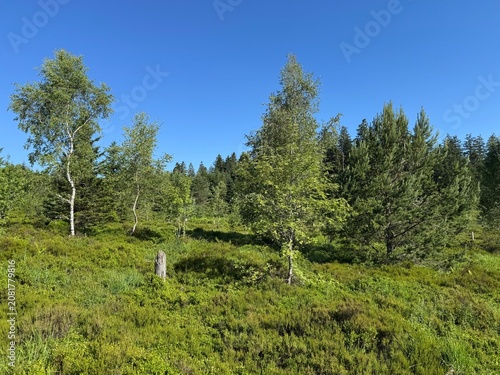 Quadro su tela Lotharpfad adventure trail in the Black Forest National Park or Lothar education