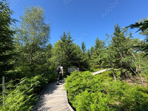 Принти на полотні Lotharpfad adventure trail in the Black Forest National Park or Lothar education