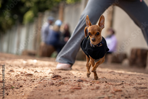 Vászonkép Smooth-Coated Chihuahua