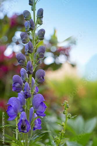 Blue delphinium flower as nice natural background.