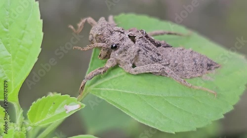 Detailed macro view of an empty dragonfly naiad exoskeleton Anisoptera left on a green Acalypha indica leaf after the metamorphosis process