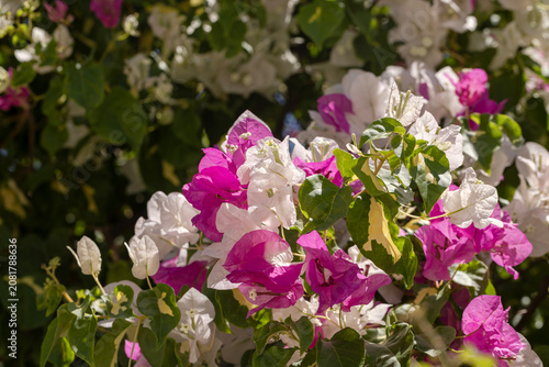 The bright pink bougainvillea (variety Mary Palmer) close-up