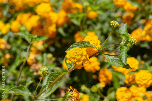 The bush's inflorescences (Lantana camara) growing close-up