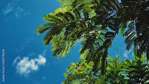A serene tree with vibrant green leaves contrasted against a cloudless blue sky.