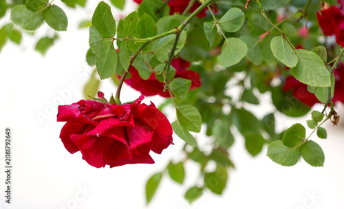 Red climbing rose isolated on white background.