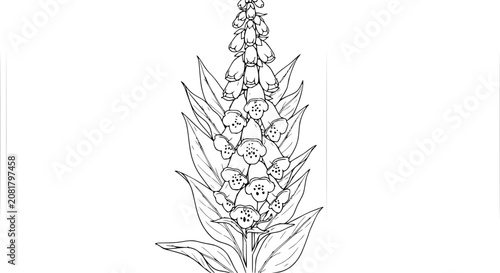 Canvastavla Digitalis Purpurea Foxglove Plant Line Art Illustration