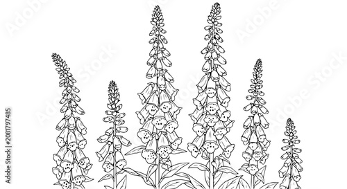 Quadro su tela Digitalis Foxglove Flowers Botanical Illustration Line Art Vector