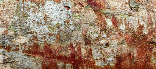 Fotografie Macro abstract tree bark texture with red sap dragon blood bleeding pattern
