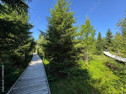 Konstfotografi Lotharpfad adventure trail in the Black Forest National Park or Lothar education