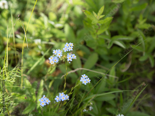 Forget-Me-Not Flowers Blooming in a Natural Meadow. Close-up of delicate blue forget-me-not flowers (Myosotis) growing among green meadow vegetation in soft summer sunlight.