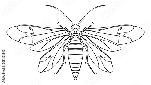 Detailed insect line drawing on white background.