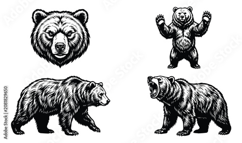Photos Vintage grizzly bear illustrations, hand drawn black and white bear mascot set,