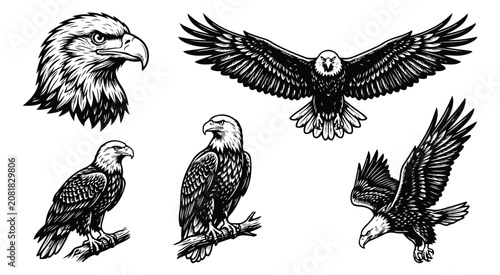 Fotografie Vintage bald eagle illustration set, hand drawn black and white eagle vector gra