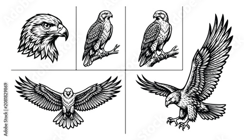 Schilderij op canvas Vintage eagle and hawk vector set, hand drawn bird of prey illustrations, black