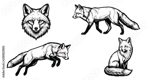 Konstfotografi Vintage fox illustration set, hand drawn black and white wildlife sketches, 4 fo