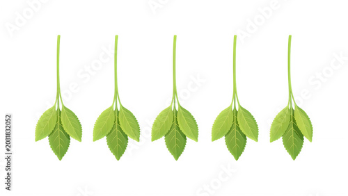 Multiple arrangements of fresh vibrant green leaves isolated on a transparent background for natural design transparent background