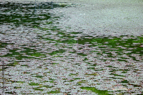 Dense water chestnut and duckweed texture covering calm pond surface in summer