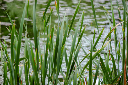 Green Typha latifolia cattail reeds growing near a sunny calm pond