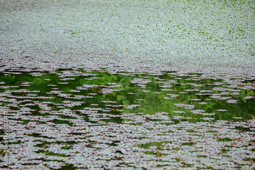 Dense water chestnut and duckweed texture covering calm pond surface in summer