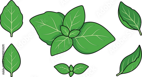 Fresh Basil Leaf Vector Illustration Set with Individual and Bunch Basil Leaves Isolated on Transparent Background for Culinary and Herbal Designs
